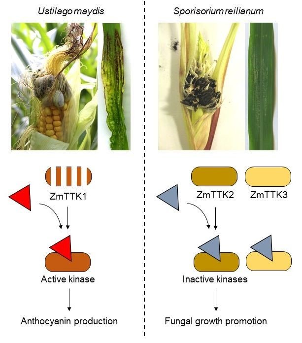 corn smut has undergone a specialized evolution for virulence