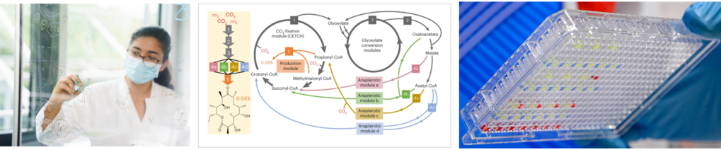 Constructing and prototyping new biology in vitro 