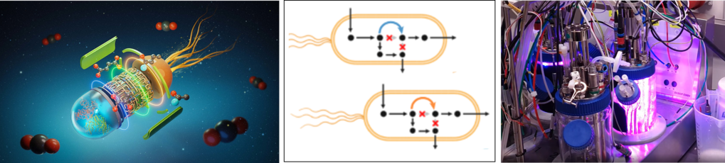 In vivo implementation of synthetic CO2 fixation pathways 