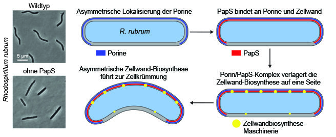 Erzeugung der Spiralform von R. rubrum. Die Zellen von R. rubrum (Wildtyp) sind natürlicherweise spiralig gebogen. Ohne das Gen, das für das Lipoprotein PapS kodiert, nehmen sie eine gerade Form an. Die Biegung der Zellen wird durch eine schraubenartig gewundene Struktur vom Porinen in der äußeren Zellmembrane erreicht, die eine stabile Interaktion mit dem Lipoprotein PapS eingehen. Diese Proteinansammlungen umschließen die Biosynthese-Maschinerie, die für die Bildung der Zellwand verantwortlich ist, und führen so zu einem lokal verstärkten Längenwachstum. Dadurch verzerrt sich der Zellkörper zu einer Spiralform.