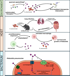Figure 2. Summary of the research areas. The overall aim of our work is to systemically understand the mechanisms and the physiological roles of AI-2 signaling in K. pneumoniae. At the cellular level ,we investigatehow self-produced AI-2 directly (via induction of the lsr operon) and indirectly (via modulation of c-di-GMP levels by dCACHE domain-containing diguanylate cyclase/phosphodiesterase) affects the expression of genes involved in biofilm formation, virulence, antibiotic resistance, etc. We further address the immunogenicity of AI-2 and how AI-2 signaling affects the interactions of K. pneumoniae with macrophages. This includes the roles of AI-2 signaling during mouse gut colonization and pneumonia development. Beyond the human host, we are interested in mechanisms and ecological outcomes of AI-2 signaling, particularly its perception by AI-2 non-producing bacteria and the potential for AI-2 quorum quenching. This image has been partially created using the BioRender tool.