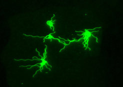 E. coli cells seen under the fluorescence microscope. To understand which factors determine the upper limit of investment in motility, researchers at the MPI in Marburg modified the bacterium so that the cells had more flagella than natural strains. It was found that swimming speed is ultimately limited by hydrodynamics, i.e. the physical properties of the environment. The bacterium is therefore an example of how physics can determine the physiology and evolution of gene regulation in microorganisms.