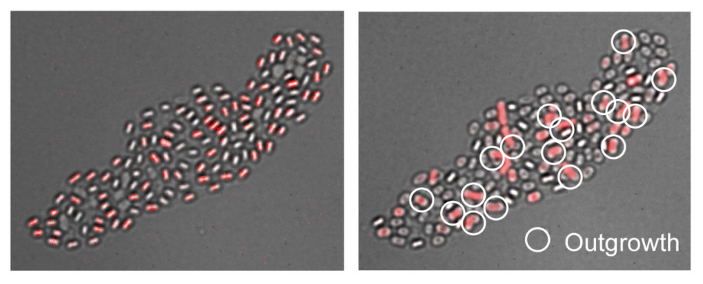 Spore memory links different stages of the bacterial life cycle