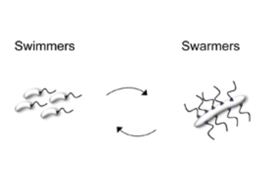 Intracellular Organization During Differentiation Of Vibrio 1007