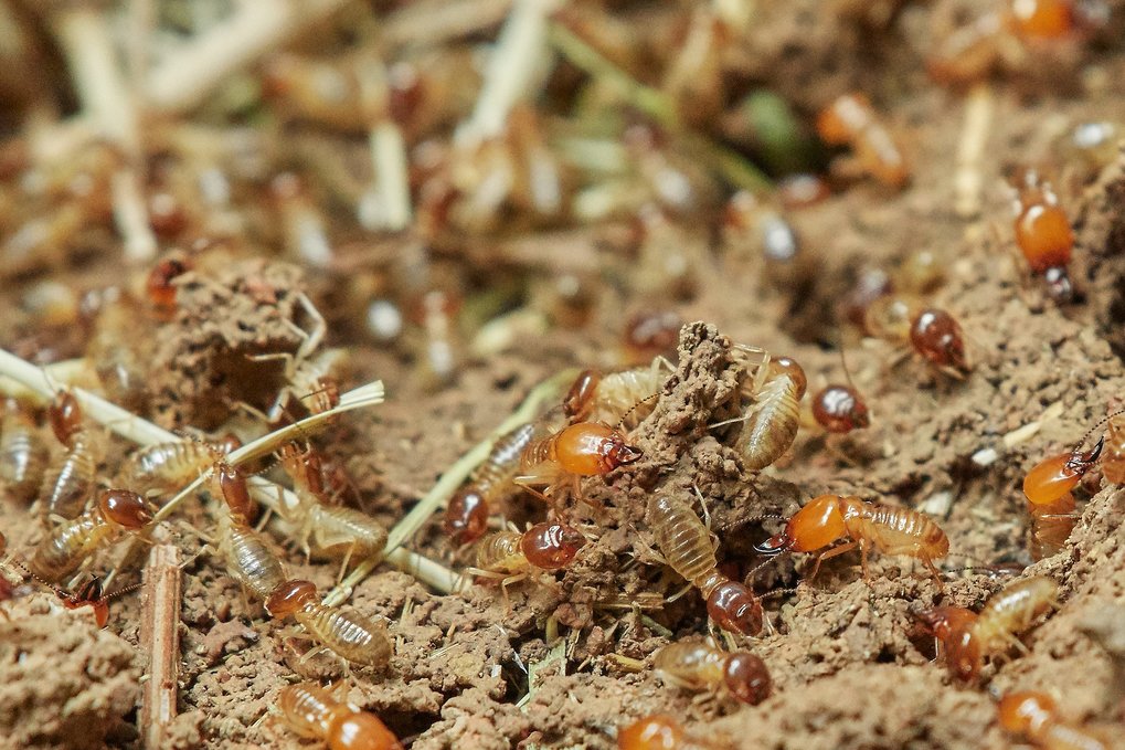 Microbial processes in soil-feeding insects