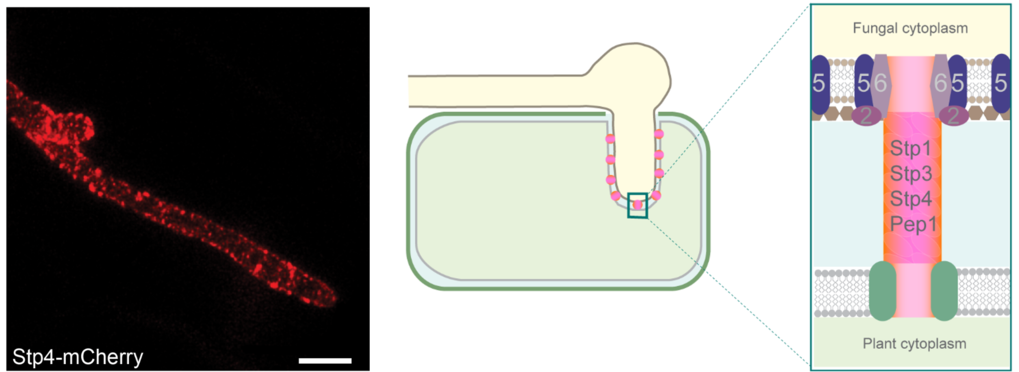 <span><span><span><span><span>A fungal surface-exposed protein complex likely involved in effector delivery to the host</span></span></span></span></span><br />&nbsp;