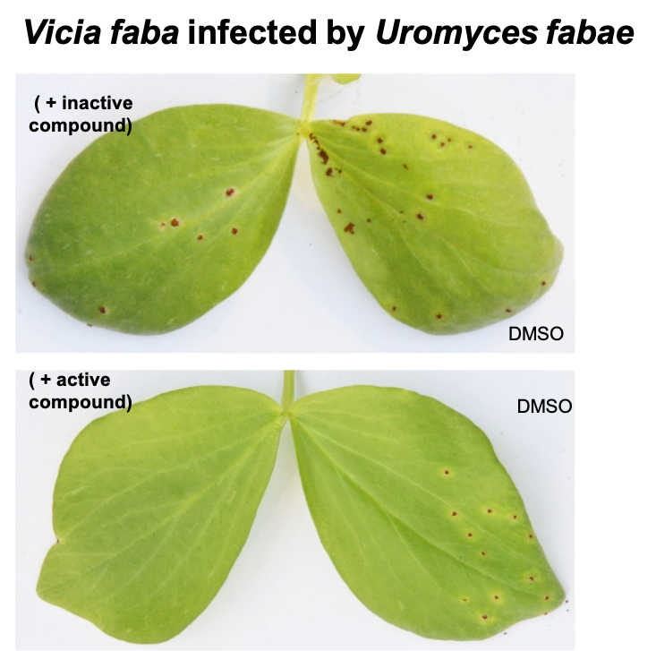 <span><span><span><span><span>The Stp complex as new fungicide target</span></span></span></span></span>